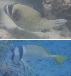 Masked pufferfish and doublebar brem, Siyal Isl
